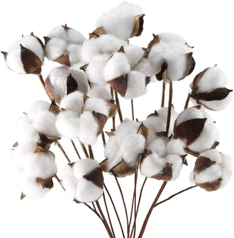 (; white; Product 15.7 x 11.8 x 3.5 inches)(Item #530) DomeStar Cotton Stems, Natural Dried Cotton 8 Packs Total 15 Bolls Cotton Sprigs Cott